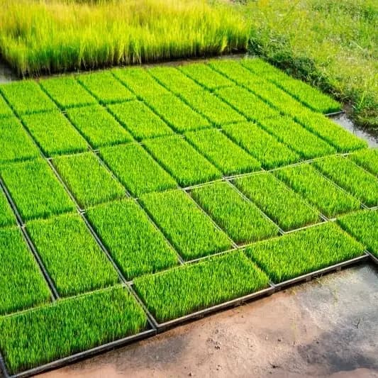 Agri Tray Plain