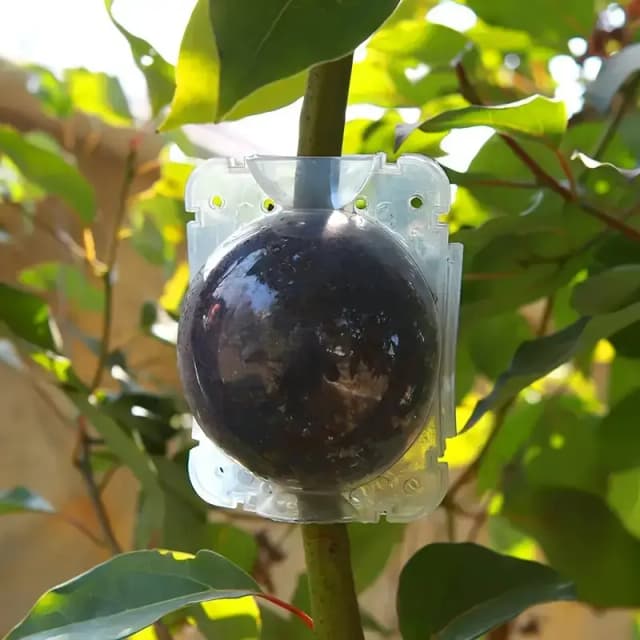 Air lairing Transparent
